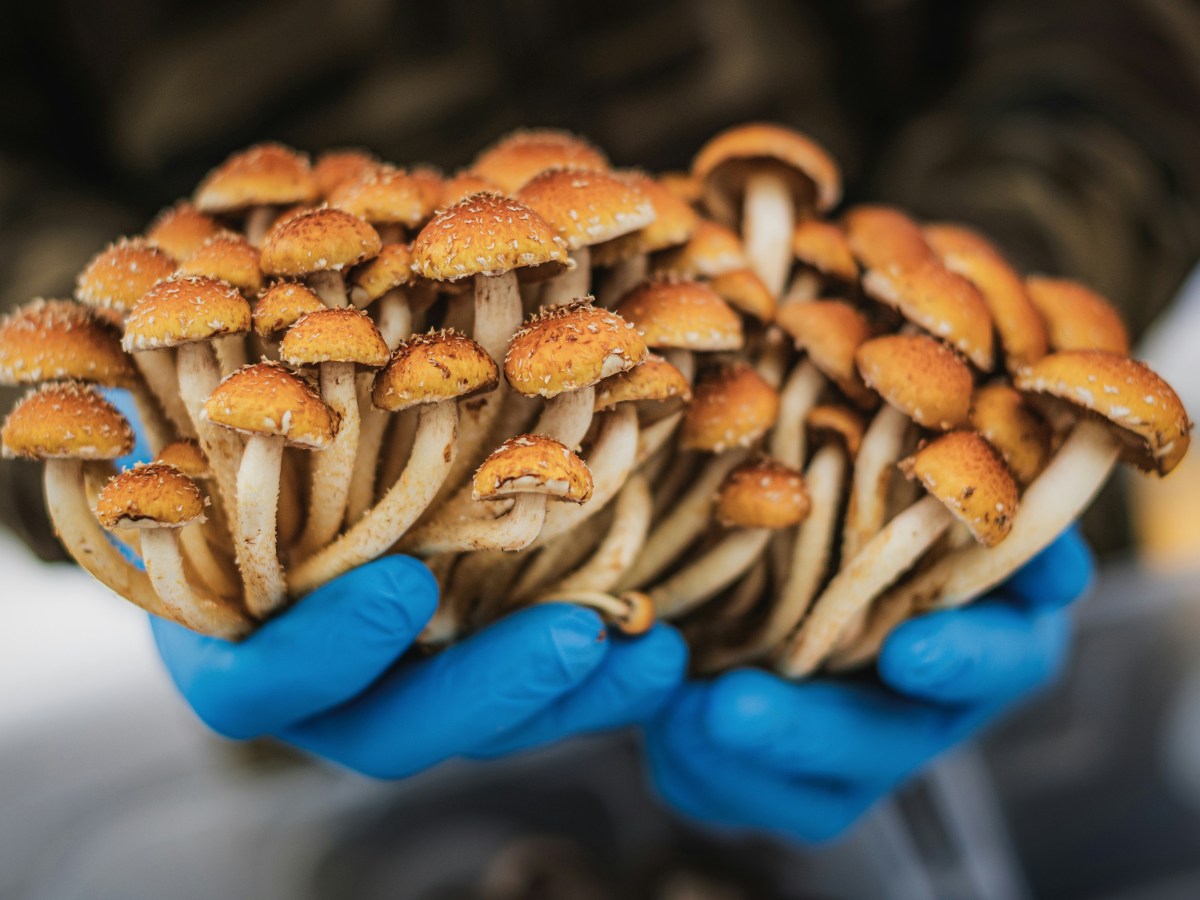 Stories spring up like&nbsp;mushrooms