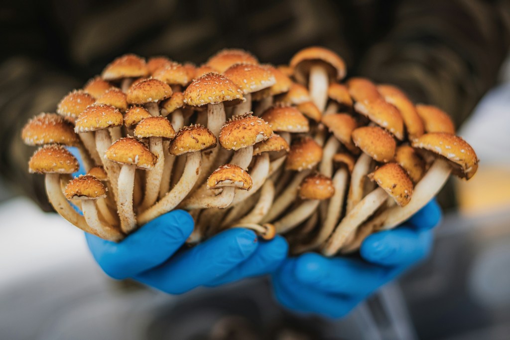 Stories spring up like mushrooms